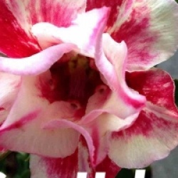 Adenium obesum 'Sun Hallo'