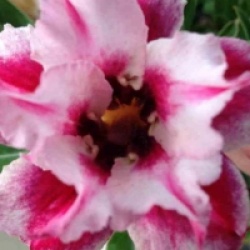Adenium obesum 'Super Star' - Rose du d�sert Super Star