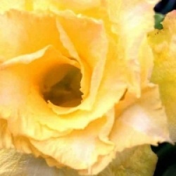 Adenium obesum 'Sutikarn Yellow' - Rose du d�sert Sutikarn Yellow