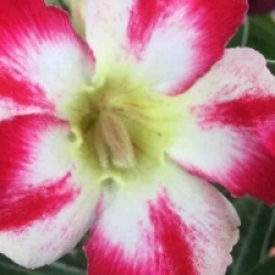 Adenium obesum 'Thep-pra-tan'