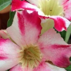 Adenium obesum 'Thep-pra-tan'