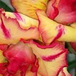 Adenium obesum 'Thong Mai Ru Ron' - Rose du d�sert Thong Mai Ru Ron