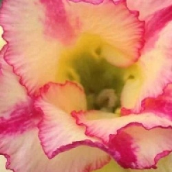 Adenium obesum 'Thong Yod' - Rose du d�sert Thong Yod