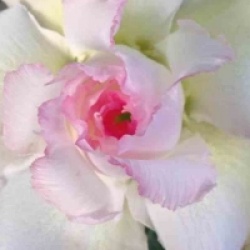 Rose du d�sert Tivanon White