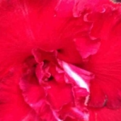 Adenium obesum 'Triple Red'