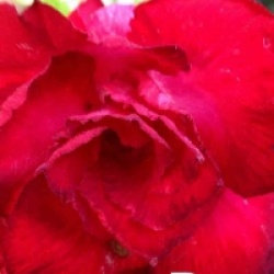 Rose du d�sert Udomsap double