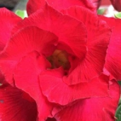 Adenium obesum 'Udomsap' double