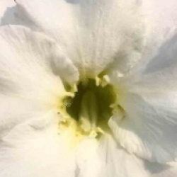 Rose du d�sert Unicorn