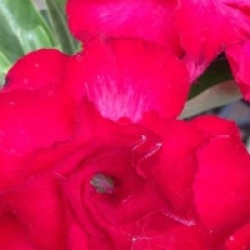 Rose du d�sert Veitnum Red