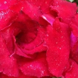 Adenium obesum 'Vietnam Red'