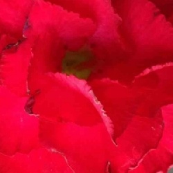 Adenium obesum 'Vietnam Red'