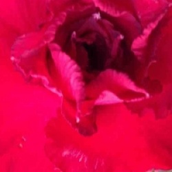 Adenium obesum 'Vietnam Red'