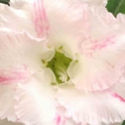 Rose du d�sert White Rabbit