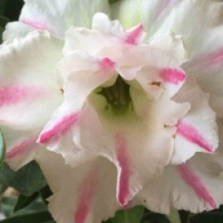 Adenium obesum 'White Rabbit'