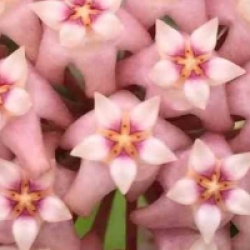 Hoya acuta pink