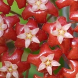 Hoya affinis