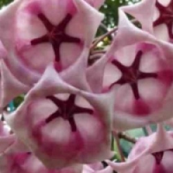 Hoya archboldiana rose
