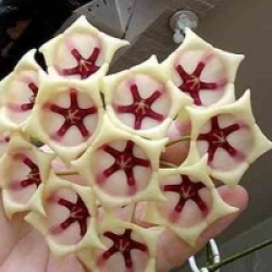 Hoya archboldiana Blanche
