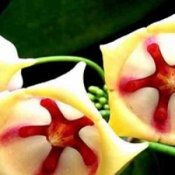 Hoya archboldiana Blanche - Hoya archboldiana Blanche
