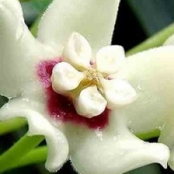 Hoya australis - Hoya australis