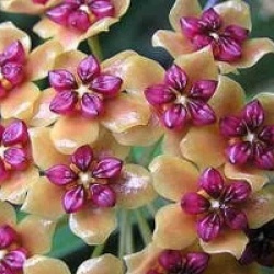 Hoya benquentensis - Hoya benquentensis