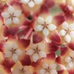 Hoya callistophylla - Hoya callistophylla