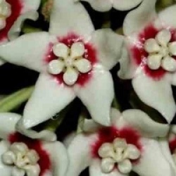 Hoya calycina - Hoya calycina