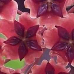 Hoya bordenii - Hoya bordenii