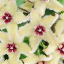 Hoya buotii