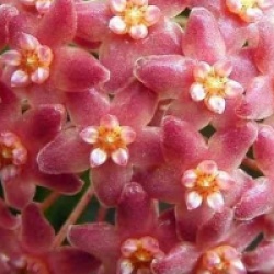 Hoya camphorifolia - Hoya camphorifolia