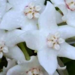 Hoya albiflora