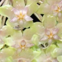 Hoya balaensis - Hoya balaensis