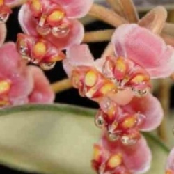 Hoya anncajanoae - Hoya anncajanoae