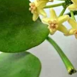 Hoya biakensis - Hoya biakensis