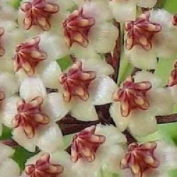 Hoya brevialata