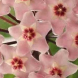 Hoya carnosa rose - Hoya carnosa rose