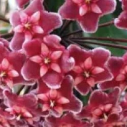 Hoya carnosa rouge