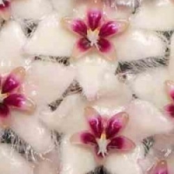 Hoya caudata - Hoya caudata