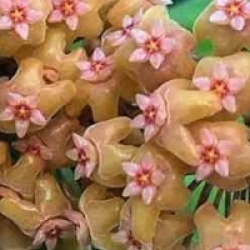 Hoya chuniana - Hoya chuniana