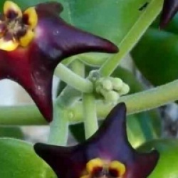 Hoya ciliata - Hoya ciliata