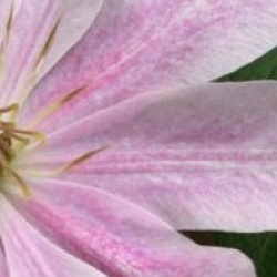 Clematis 'Princesse Alexandra'