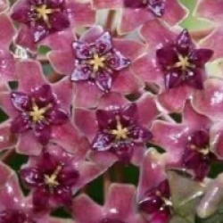 Hoya cinnamomifolia var purpureo fusca - Hoya cinnamomifolia var purpureo fusca