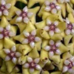 Hoya coriacea - Hoya coriacea