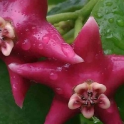 Hoya coronaria rose - Hoya coronaria rose