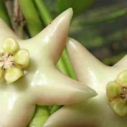 Hoya coronaria blanche - Hoya coronaria blanche