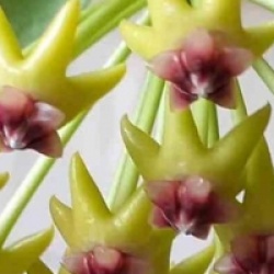 Hoya cumingiana - Hoya cumingiana