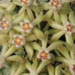 Hoya curtisii