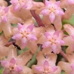 Hoya cv. Joy - Hoya cv. Joy