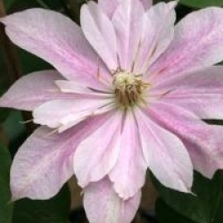 Clematis 'Princesse Alexandra'