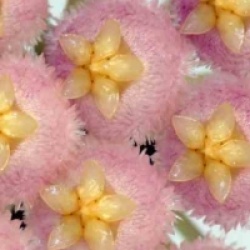 Hoya cv. Rebecca - Hoya cv. Rebecca